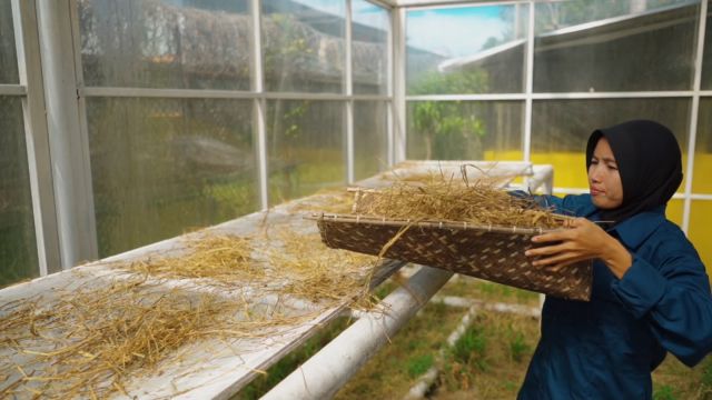 Merajut Harapan dari Jerami: Ketika Limbah Panen Mengubah Nasib Petani Pengabuan