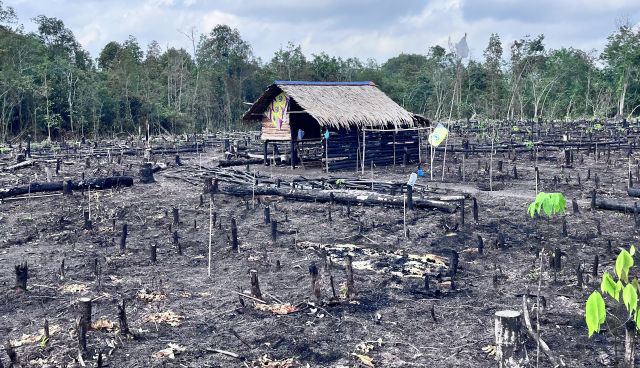 Nasib Petani PALI, Sehabis 'Nugal' dan Tanam Balam Tak Kunjung Hujan