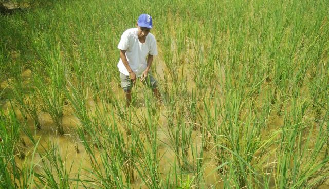 Diserang Hama Baru, Petani Sawah Terancam Merugi