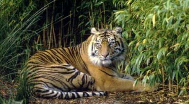Ada yang Melihat Harimau, Warga Pun Urung Mantang