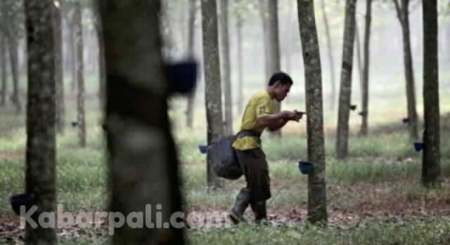 Harga Getah Murah, Angka Kemiskinan Tinggi