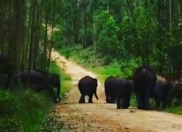 Fenomena Apa? Puluhan Gajah Liar di PALI Mulai Turun ke Jalan