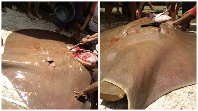 Kena Tajur, Warga PALI Temukan Ikan Pari Raksasa di Sungai Lematang