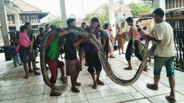 Ular 7 Meter Serang Warga PALI di Kebun Karet