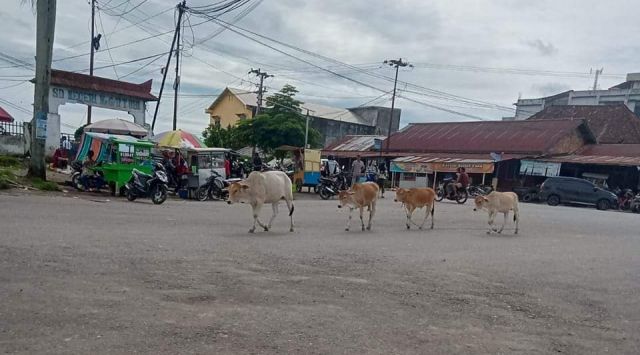 Soal Ternak Kaki Empat, Satpol PP PALI Himbau Agar Tak diliarkan