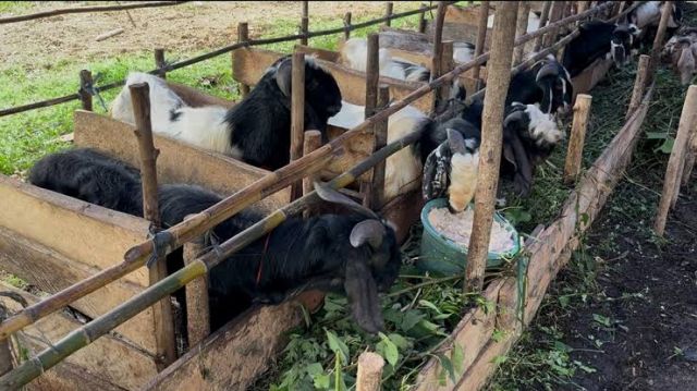 Ratusan Hewan Kurban Serbu PALI Jelang Idul Adha, Pemkab Siapkan Langkah Pengawasan dan Pelelangan Ternak