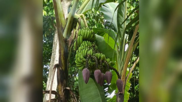 Aneh! Pisang Berjantung Lima Curi Perhatian Warga PALI