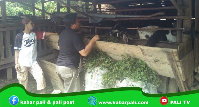 Jelang Idul Adha, Pemburu Kambing dan Sapi Kian Ramai