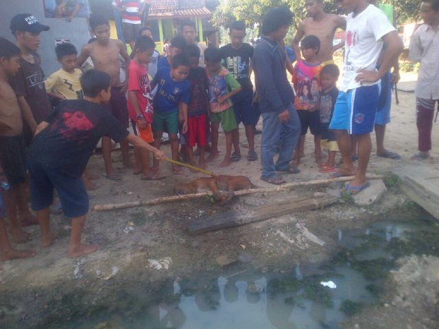 Anjing Gila Serang Warga di Simpang Tais