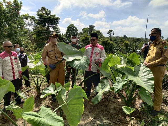 Bupati PALI Ajak Petani Tanam Talas Beneng