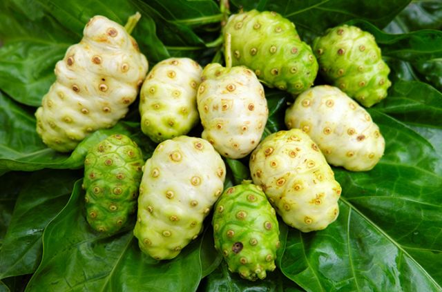 Khasiat Buah Mengkudu: Si Buah Ajaib dari Tropis