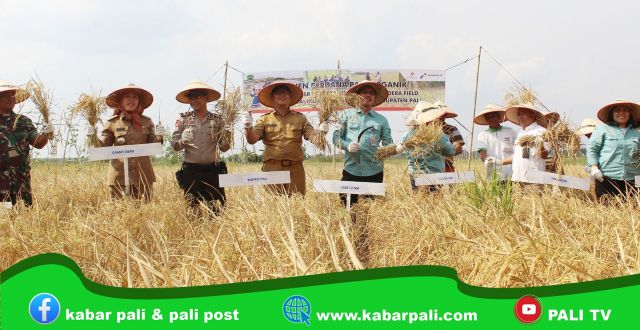 Panen Perdana Padi Organik, Adera Field Optimalkan Hasil Pertanian Rakyat