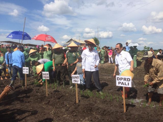 Ingin Jadi Lumbung Pangan, PALI Buka 1000 Hektar Lahan Sawah Baru
